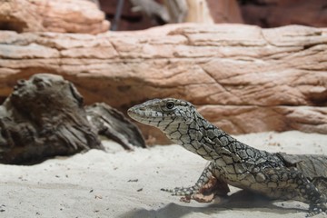 Curious lizard spotted somewhere in Australian outback 