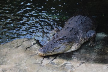 Huge Australian alligator is waiting for the next lunch – scary 
