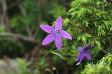 blue flower in garden