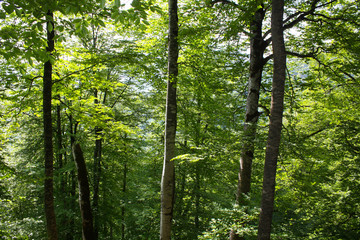 Fototapeta premium trees in the forest