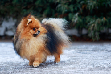 the dog breed pomeranian spitz