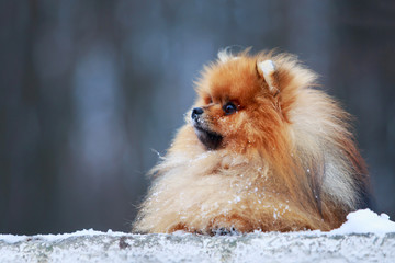 the dog breed pomeranian spitz