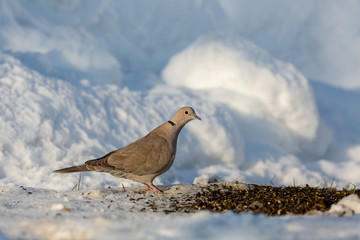 Eine Türkentaube im Schnee am Futterplatz