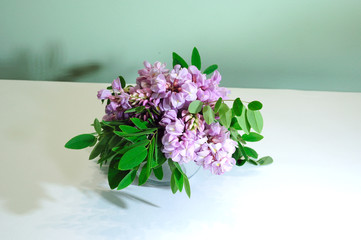 Bouquet of pink acacia in a glass vase on a white background. .Space for text.