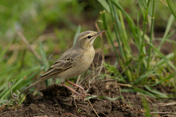 bird on a branch