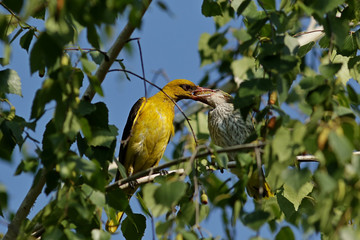 bird on a branch
