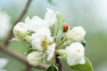 Fototapeta na wymiar Red ladybug on apple tree flower macro close-up