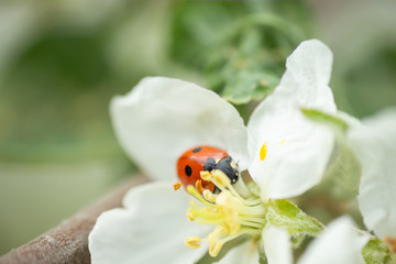 Red ladybug on apple tree flower macro close-up