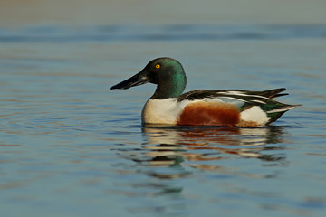 duck in water