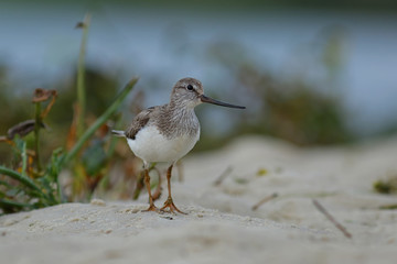 bird on the beach