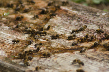 drinking bowl for bees on the apiary, water