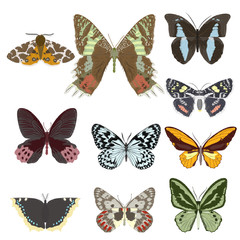 Set of butterflies. Vector illustration. EPS 10