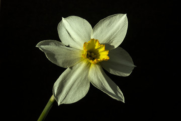 white flower isolated on black background