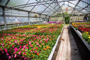 Flowers in the glasshouse in a garden center