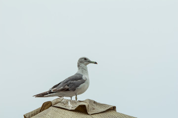 seagulls sitting on a roof with a gray sky background