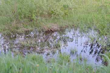 lake in the meadow with pure water