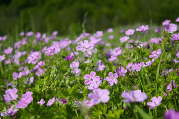 Obraz premium purple flowers in the garden