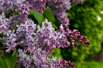 purple flowers in the garden, lilac