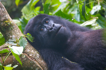Gorilla, Uganda