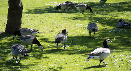 geese grazing in dappled sunlight