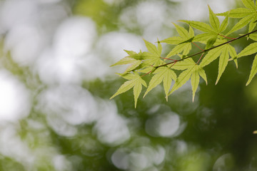 新緑のもみじ　背景素材