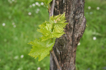 Vine branch with fresh green leaves in springtime in the vineyard