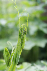 Green aphids on sweet pea branch in the garden. Lathyrus odoratus damaged by insect