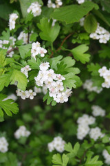 Hawthorn branch with beautiful white flowers. Crataegus monogyna