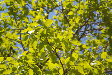 Fototapeta na wymiar Young fresh green leaves of Persimmon tree growing on branch against blue sky. Diospyros kaki in springtime 