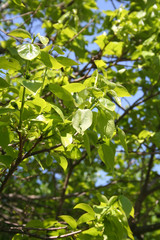 Young fresh green leaves of Persimmon tree growing on branch against blue sky. Diospyros kaki in springtime 