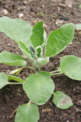 Purple eggplant plant growing in the vegetable garden. Solanum melongena