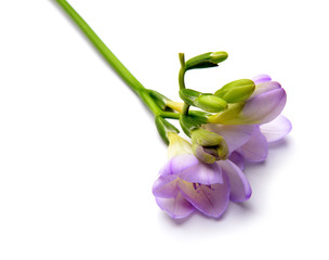 Beautiful freesia flowers on white background