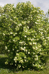 Fototapeta na wymiar Viburnum opulus with many white flowers in springtime. Snowball bush in the garden 