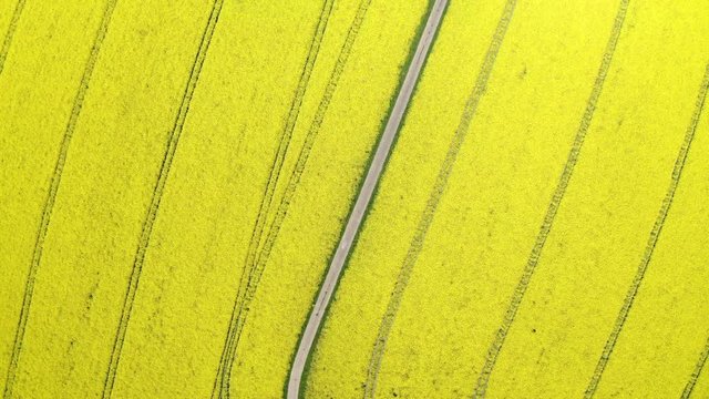 Aerial view, flight over agriculture with cereal fields and rapeseed cultivation, Sch&ouml;ffengrund, Schwalbach, Hochtaunuskreis, Hesse, Germany
