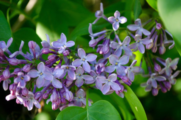 purple flowers in the garden, lilac