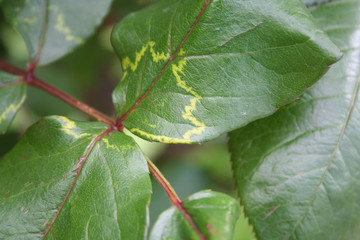 Disease on rose leaves in the garden