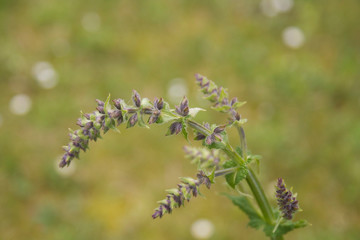 Sage plant with purple blossom in the meadow. Salvia pratensis flower