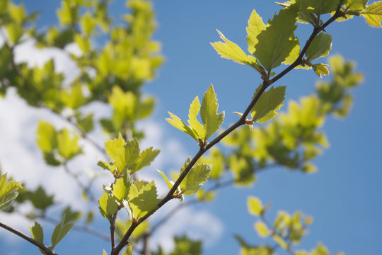 Young fresh green leaves of Plane tree against blue sky. Platanus occidentalis in the garden