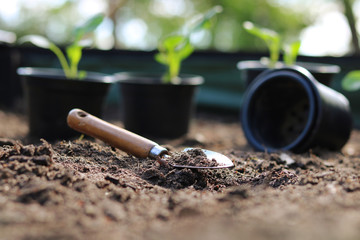 garden seedling fresh green shovel pots