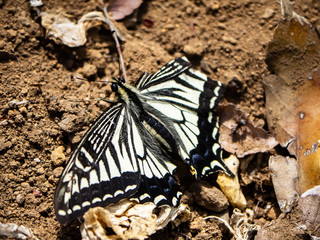 Chinese Yellow Swallowtail on the dirt