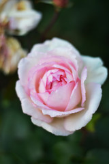 pink rose in garden