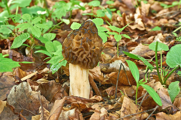 Morel mushroom and green grass in last year's leaves