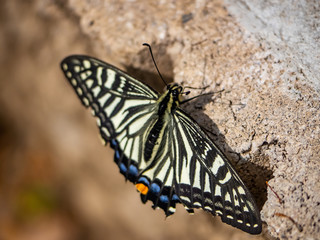 Chinese yellow swallowtail butterfly on a sidewalk 1