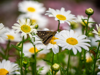 Grass Skipper on daisies 1