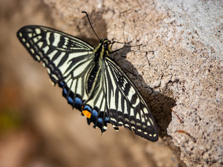 Chinese yellow swallowtail butterfly on a sidewalk 2