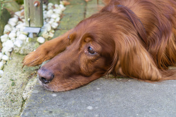 Beautiful Irish Setter outdoors