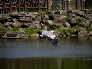 Gray Heron flies over a Japanese pond 2