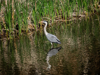 Grey heron wading in a pond 3