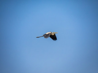Gray Heron flies over a Japanese pond 4