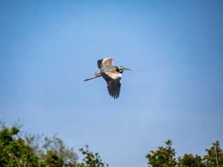Gray Heron flies over a Japanese pond 3